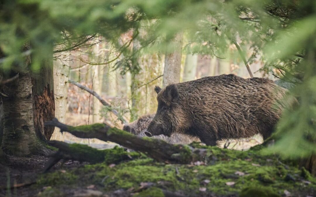 Peste porcine africaine : la prudence est de mise